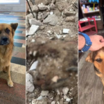 Cães comunitários são encontrados carbonizados em terreno no litoral de SP